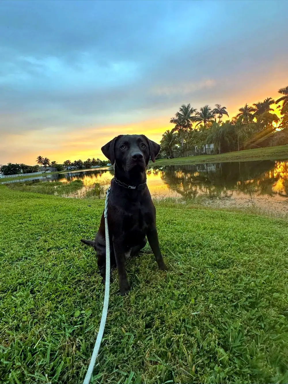 Chocolate Labrador in a sit on a long line at sunset, palm trees and water behind
