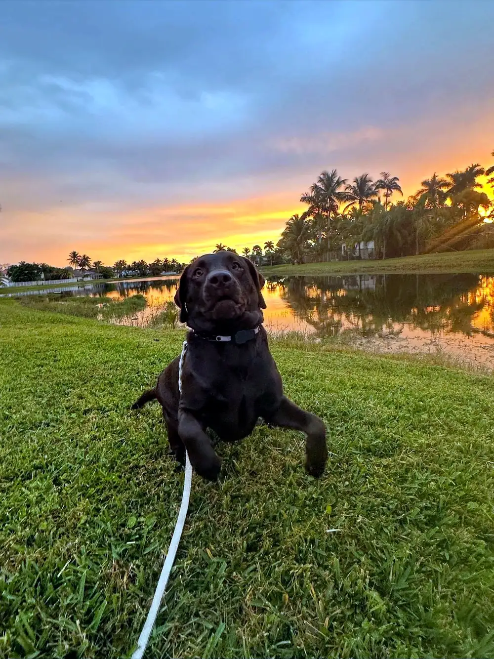Chocolate Labrador engaged and moving toward the handler at sunset