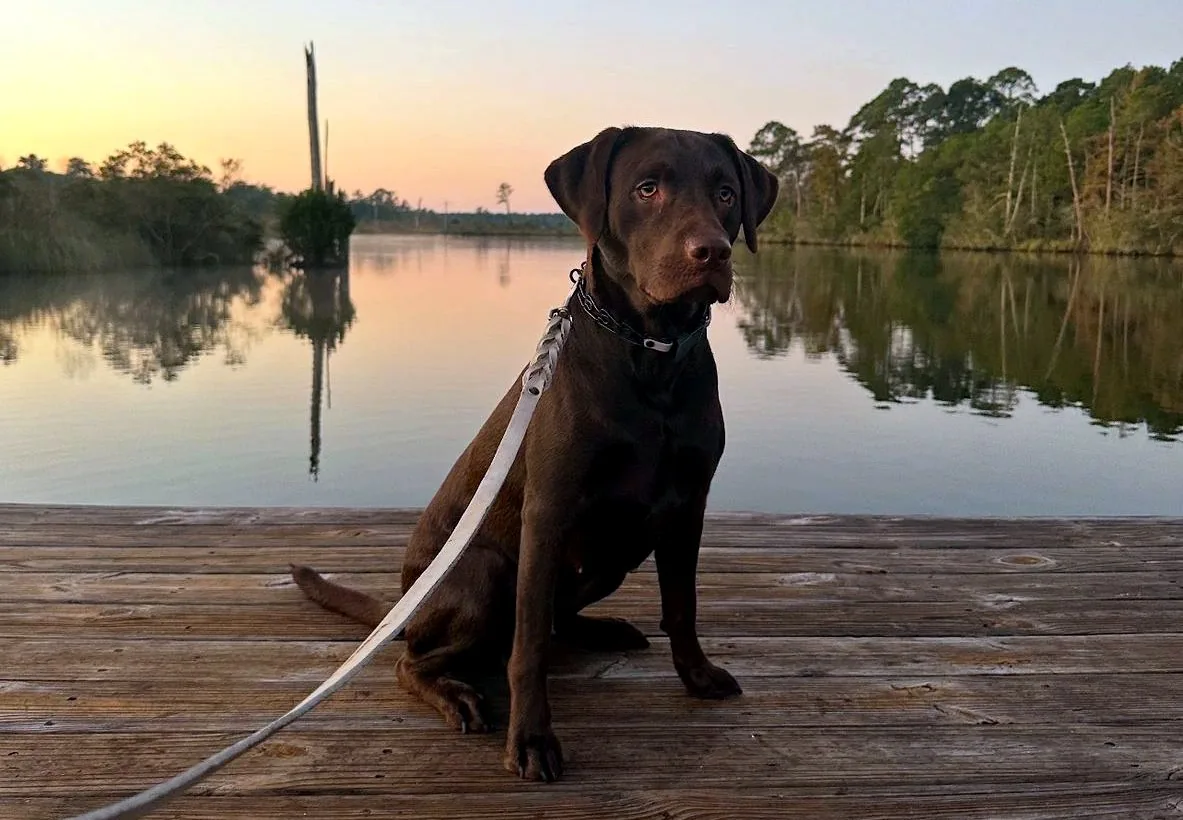 Chocolate Labrador sitting calmly on a dock at sunset during Proper Dog training in the Florida Panhandle