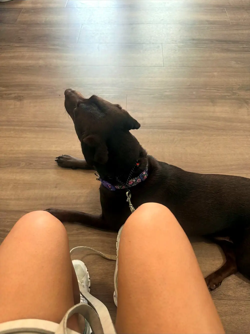 Dog lying calmly on the floor beside their owner during in-home training