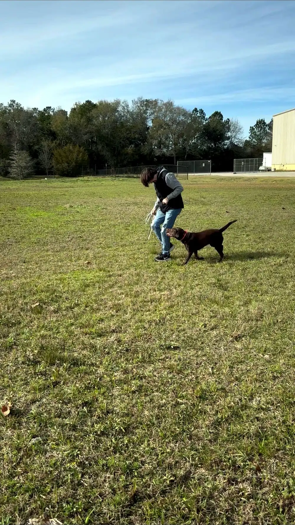 Trainer working a chocolate Labrador on leash in an open Florida field