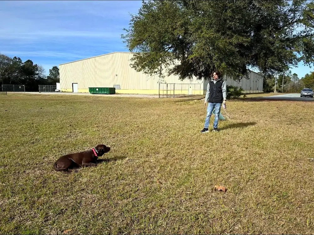 Dog holding a down-stay in a field while the handler stands at a distance